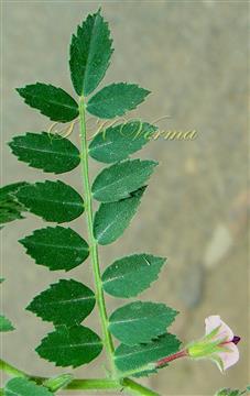  Leaf